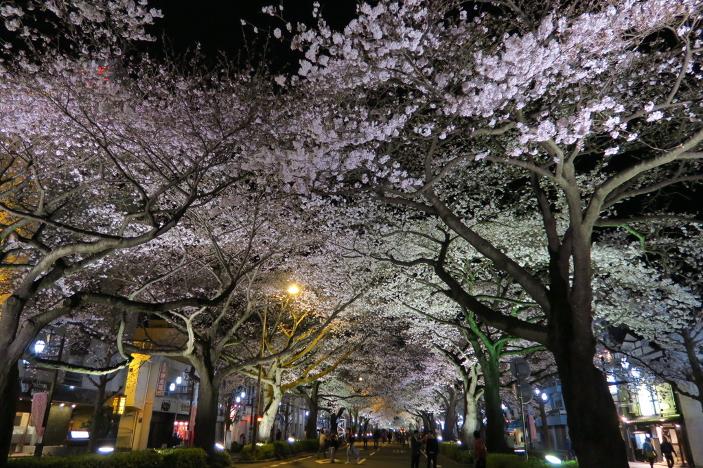 夜桜