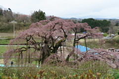 三春滝桜