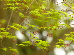 いのちつないで