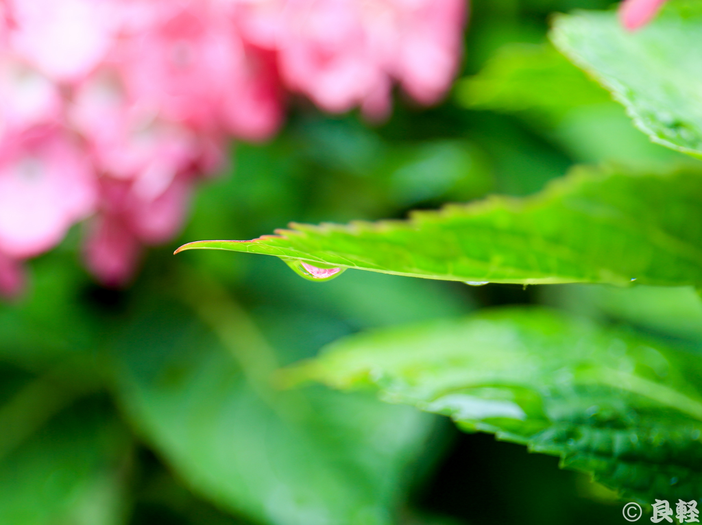 雨上がりの紫陽花　2
