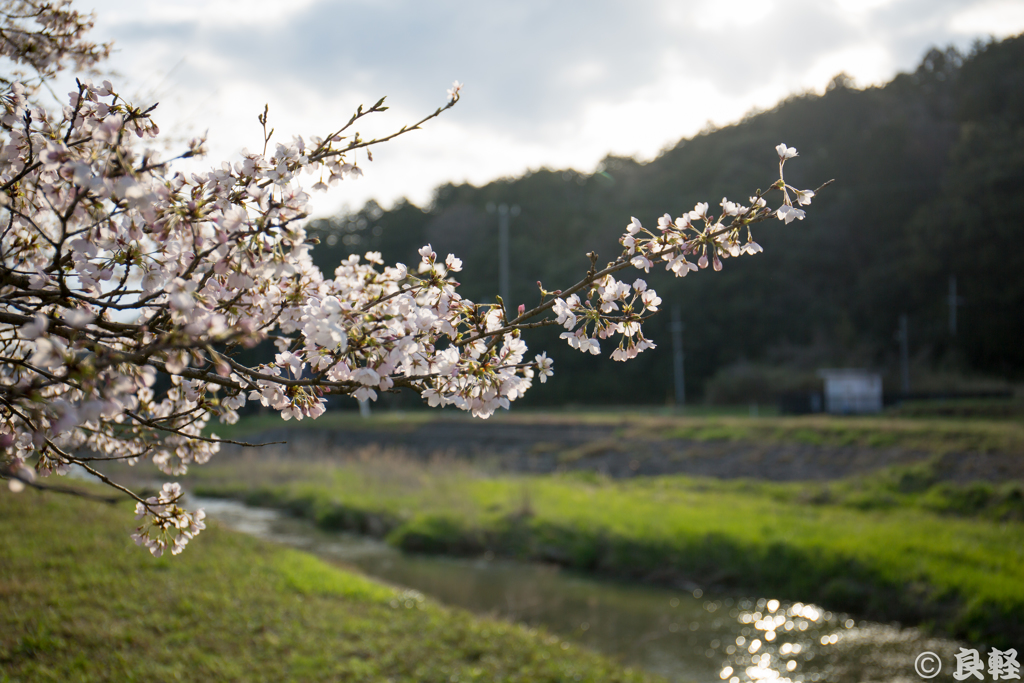 煌めく桜