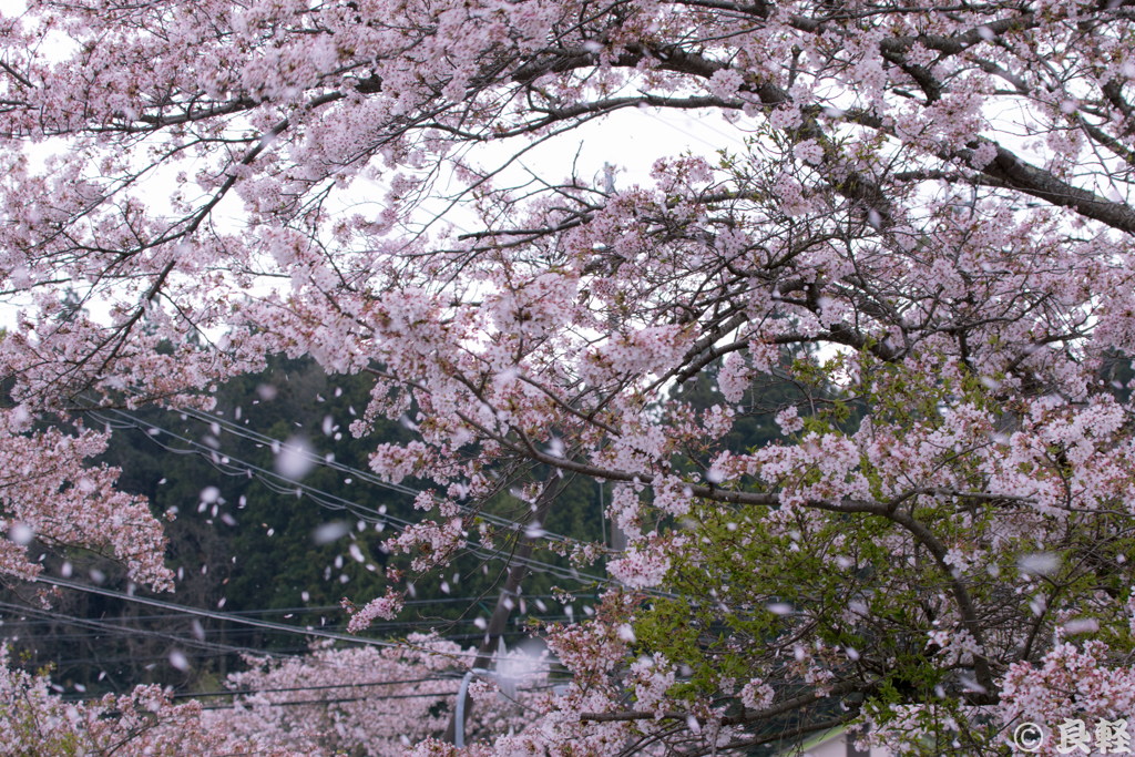 舞い散る桜