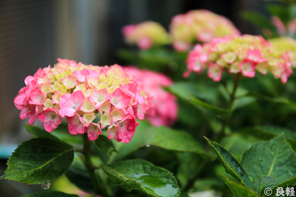 雨上がりの紫陽花　3