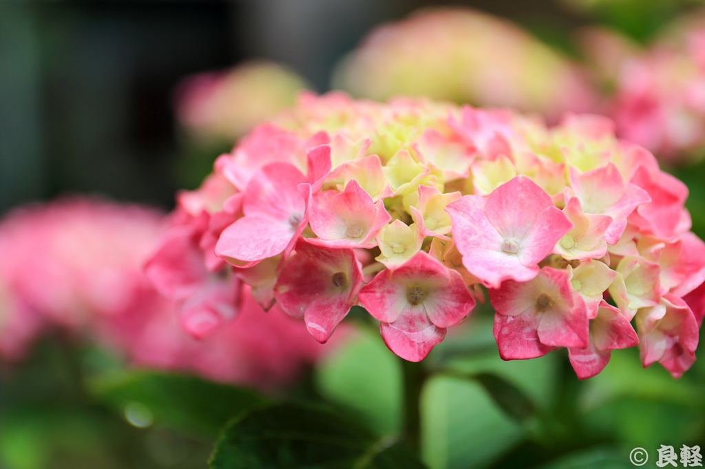 雨上がりの紫陽花　1
