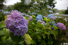 梅雨空と紫陽花