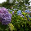 梅雨空と紫陽花