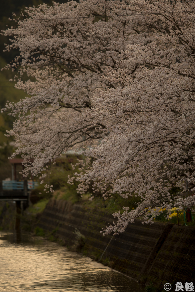 夕暮れの桜