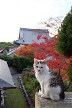 京都にゃんこ