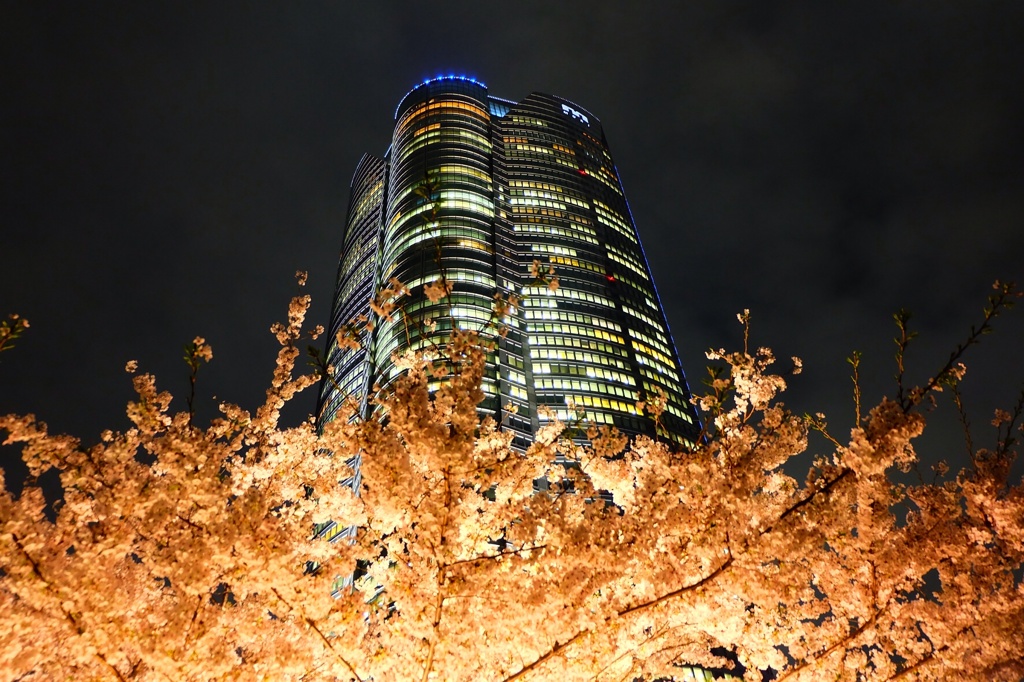 六本木の桜