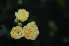 今年初めての一輪