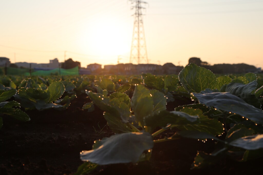 朝露