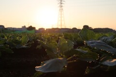 朝露