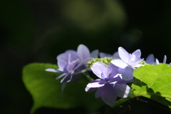 KAMAKURA 紫陽花 3