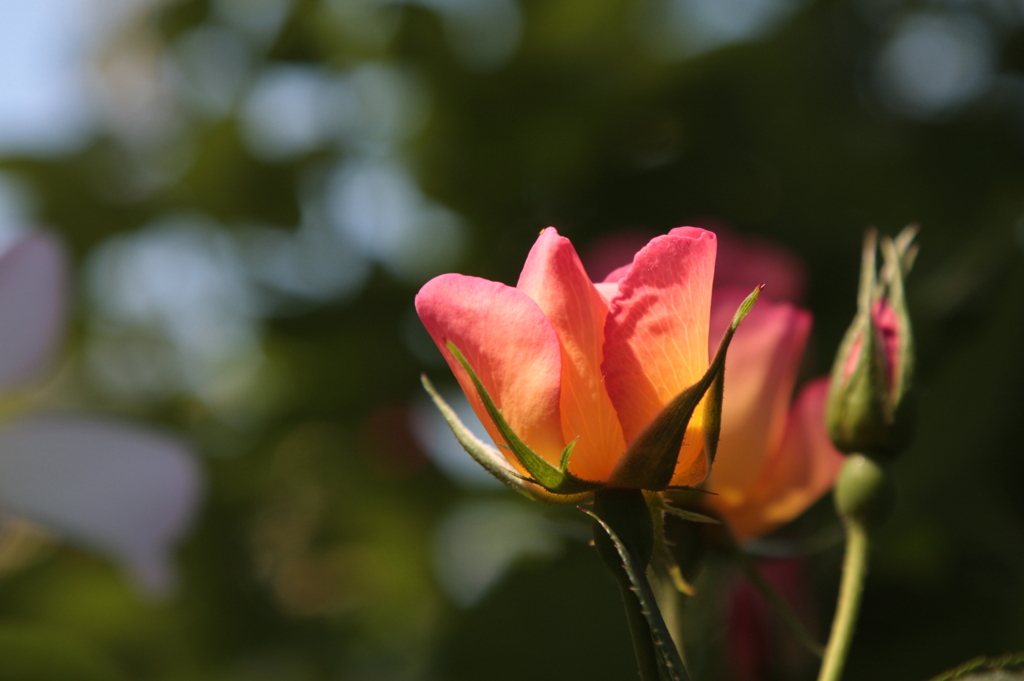 山手薔薇-03