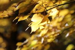 紅葉！！