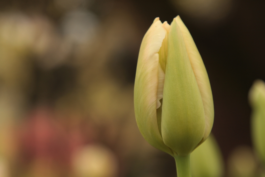 もう少しで咲くよ