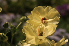 街のお花も嬉しそうに咲き始めたⅠ