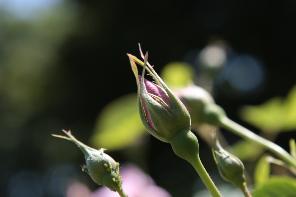 山手薔薇-01