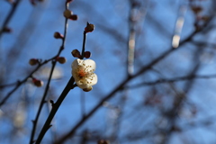 蕾