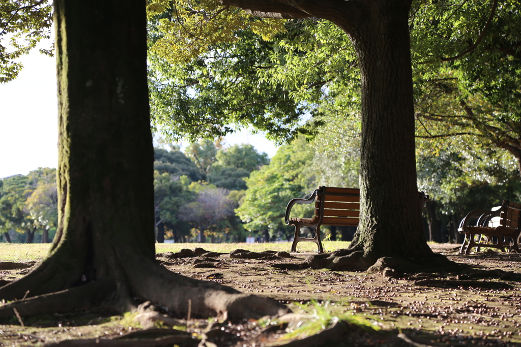 公園の椅子