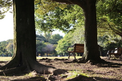 公園の椅子