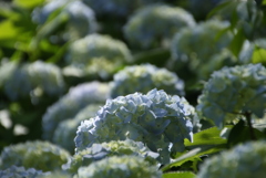 KAMAKURA 紫陽花 5