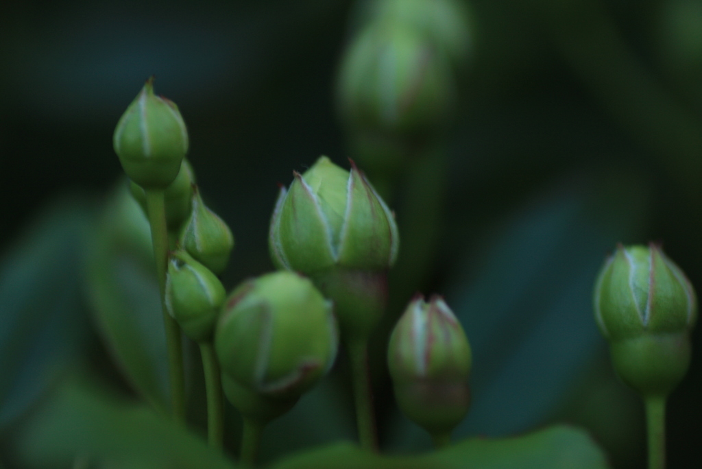 きたー！  さあ、咲くよ