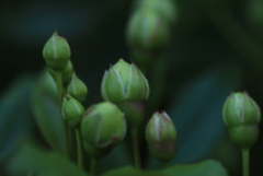 きたー！  さあ、咲くよ