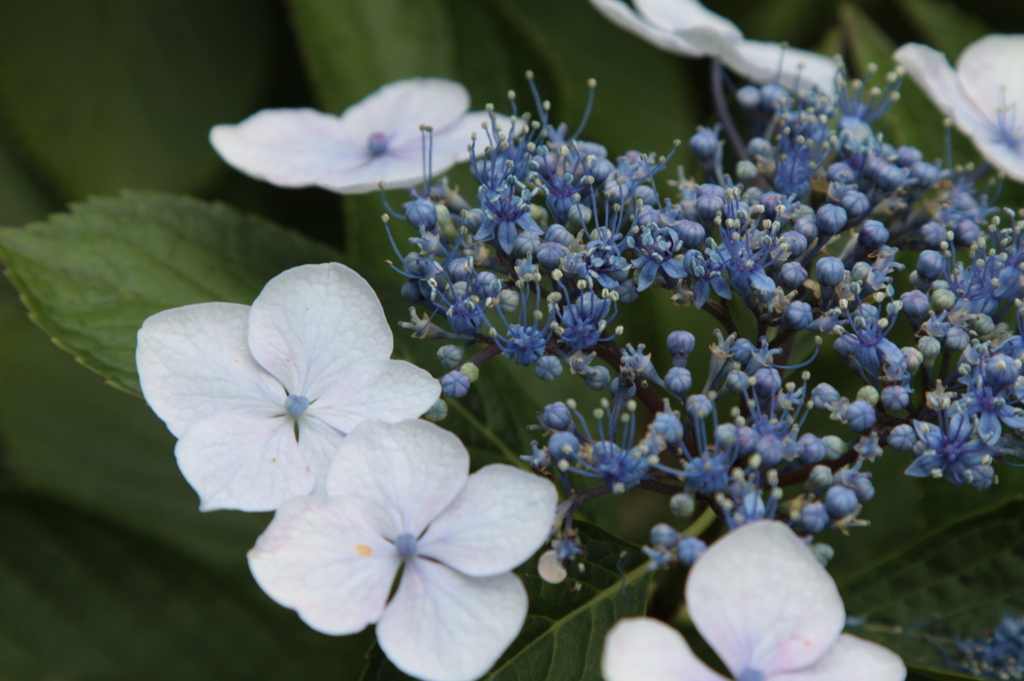 やっまり額紫陽花が好きかな