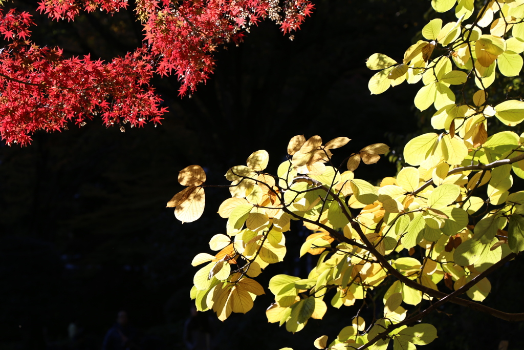 紅と黄