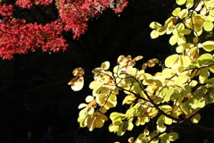 紅と黄