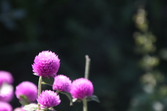 君はなんて花かな