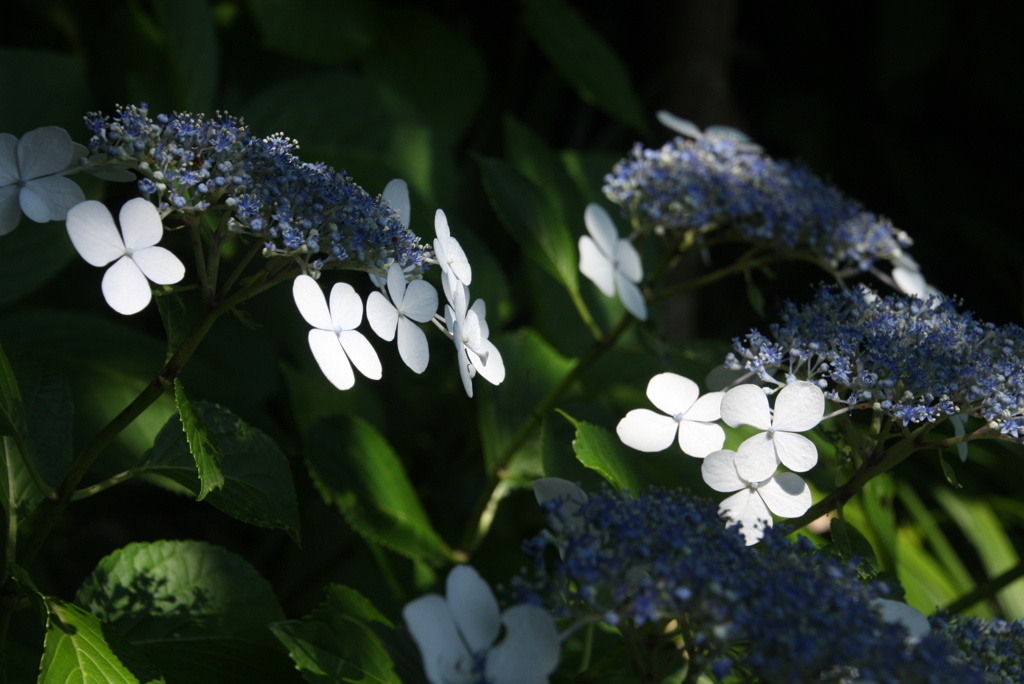 KAMAKURA 紫陽花 2