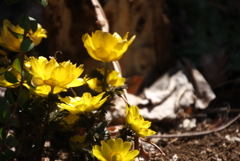 みなさん春ですよ