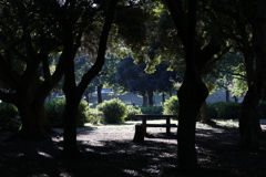 公園の木漏れ日