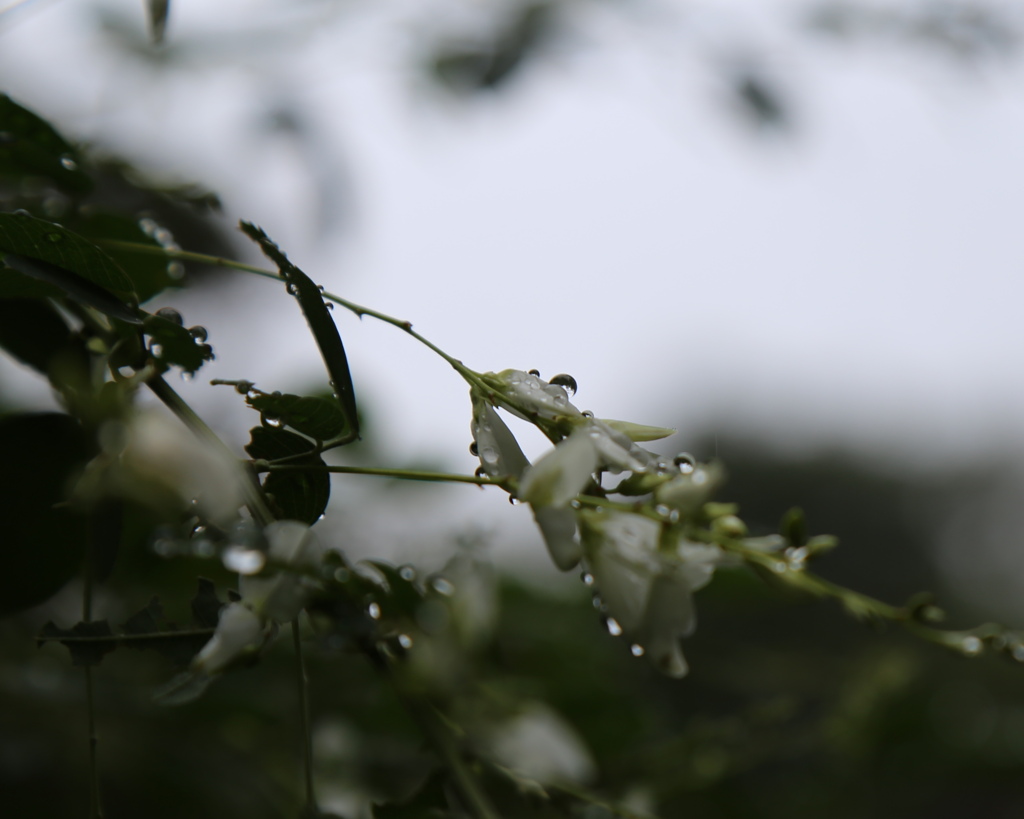 雨粒２