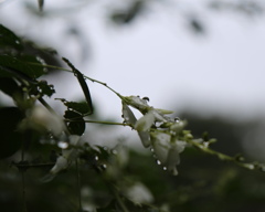 雨粒２