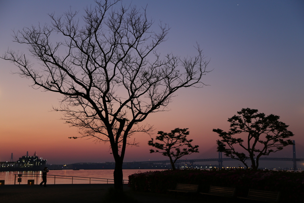 IMG_3691横浜、朝。 2025春 - ②