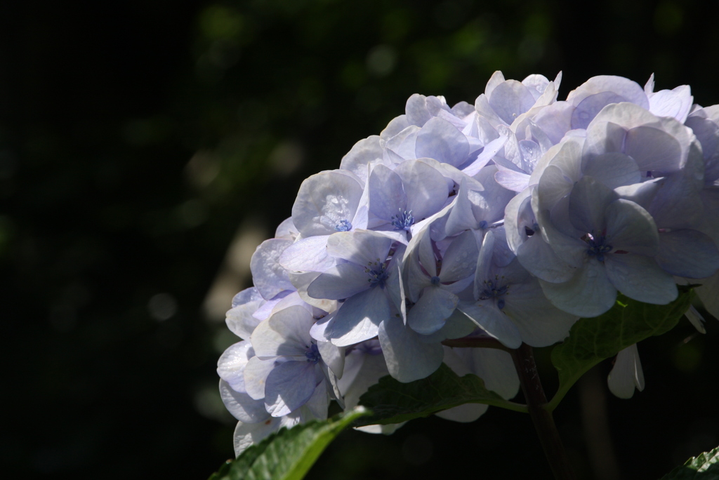 梅雨の合間の木漏れ日Ⅱ