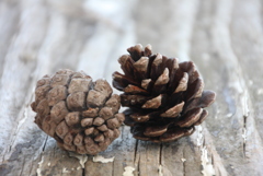 海辺の落とし物