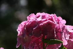 KAMAKURA 紫陽花 1