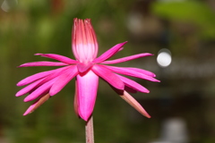 陽が出てきたよ