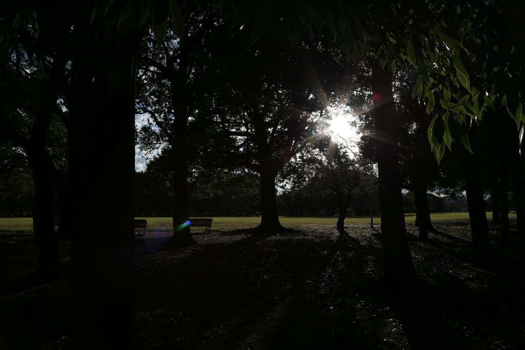 公園にさす光