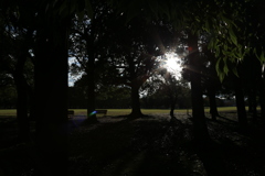 公園にさす光