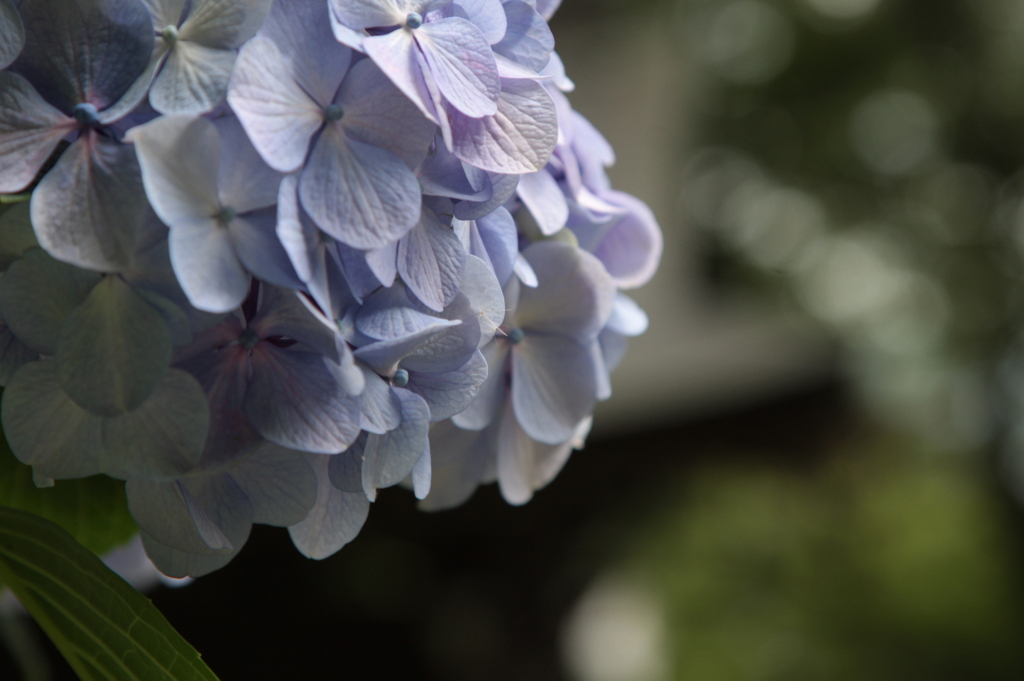 梅雨の友達、紫陽花。N02