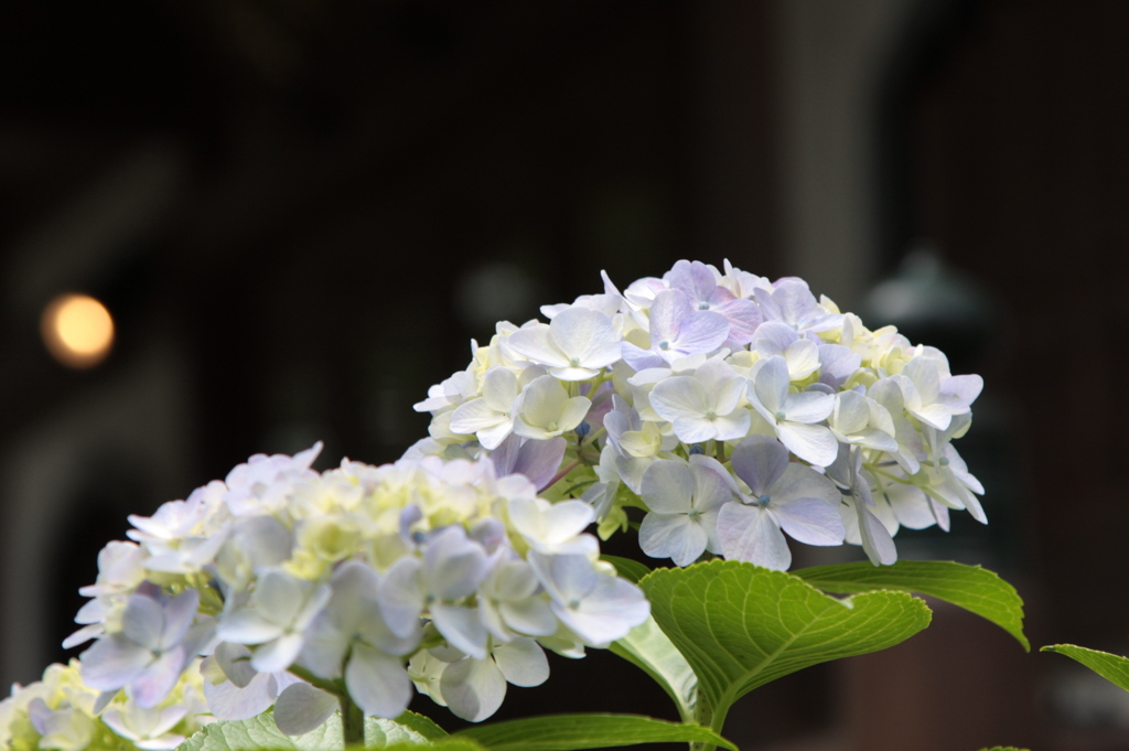 梅雨の友達、紫陽花。N01