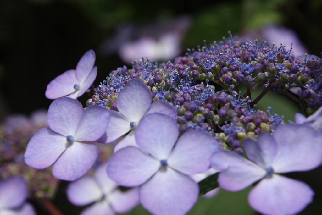 友よ・・紫陽花が咲き始めたよ