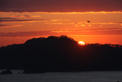 日の出にははばたく