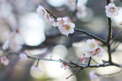 梅