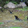 バタフライ